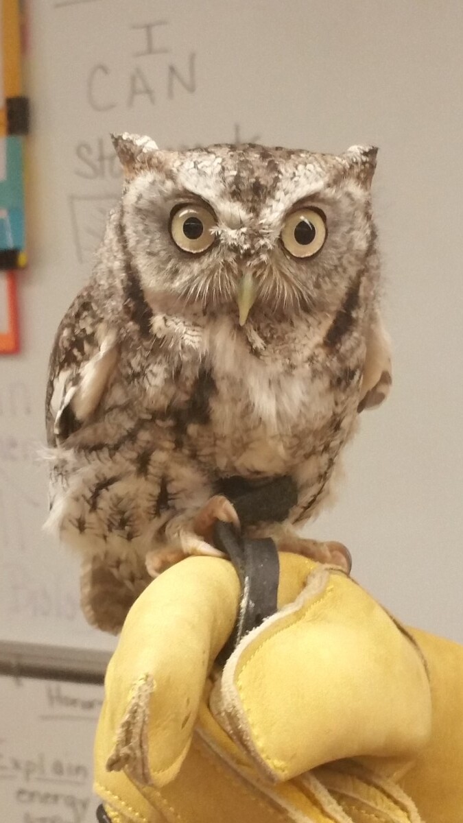 Owl on glove